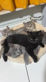 Britse korthaar kittens, Dieren en Toebehoren, 0 tot 2 jaar