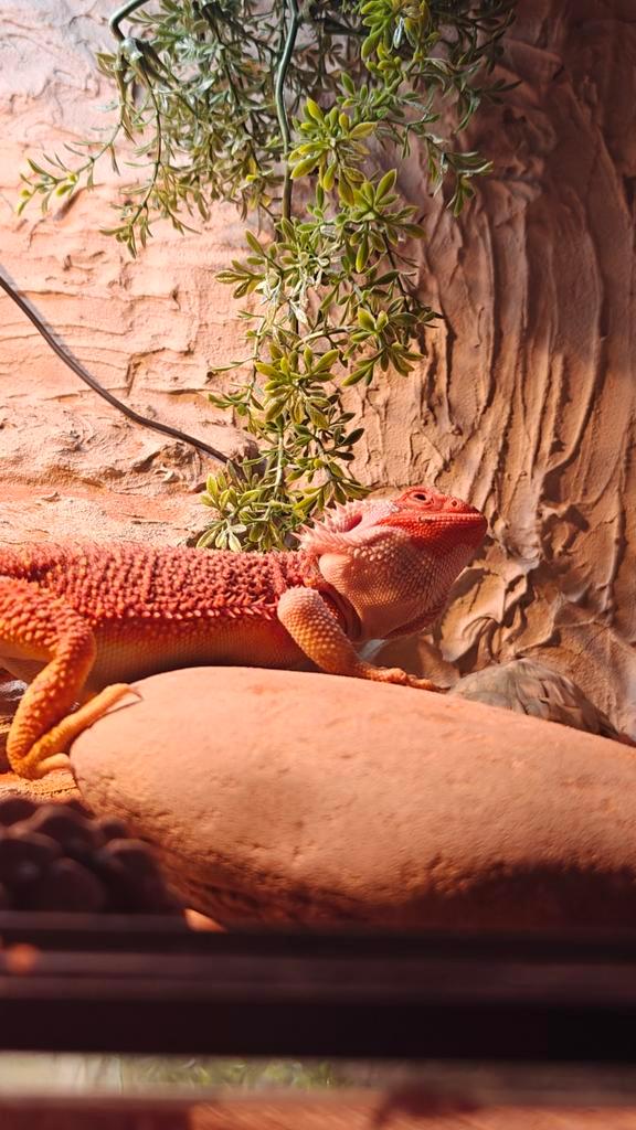 Bearded dragon red hypo mix clear toes