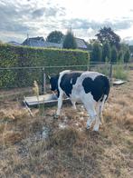 Belze blauwe/mrij pink 1.5 jaar, Dieren en Toebehoren, Runderen, Vrouwelijk