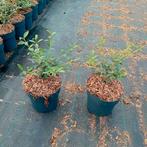 Osmanthus Burkwoodii ❗️🌱 Groenblijvend🌱❗️, Ophalen, Overige soorten