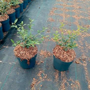 Osmanthus Burkwoodii ❗️🌱 Groenblijvend🌱❗️ beschikbaar voor biedingen