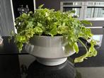 Bloempot / plantenschaal met plantjes, Tuin en Terras, Bloempotten, Rond, Binnen, Zo goed als nieuw, Minder dan 40 cm