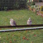 Diamantduifjes, Dieren en Toebehoren, Pluimvee, Kip