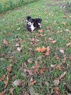Grote zwitserse sennen pup, Dieren en Toebehoren, 8 tot 15 weken, CDV (hondenziekte), Meerdere, Meerdere dieren
