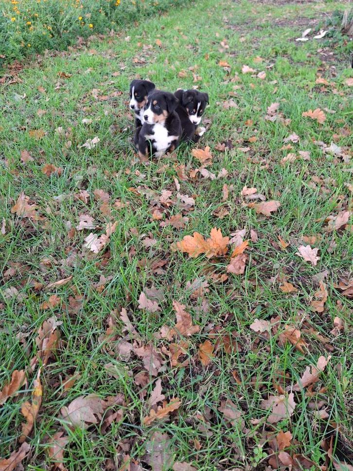 Grote zwitserse sennen pup, Dieren en Toebehoren, Honden | Bulldogs, Pinschers en Molossers, Meerdere dieren, Particulier, Meerdere