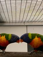 2 jonge vrouwtjes lori van de blauwe bergen, Dieren en Toebehoren, Vogels | Parkieten en Papegaaien, Vrouwelijk, Dwergpapegaai of Agapornis