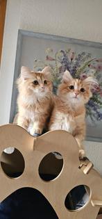 Siberische & Neva Masquerade kittens te koop, Dieren en Toebehoren, Katten en Kittens | Raskatten | Langhaar, Meerdere dieren