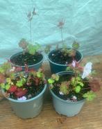 Te koop ooievaarsbek dit is een vaste plant, Ophalen