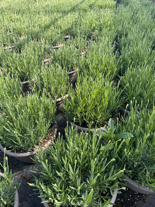 Vorstbestendige Lavendel direct vd kweker op 2 en 3 mei ‘25, Tuin en Terras, Planten | Tuinplanten, Overige soorten, Volle zon