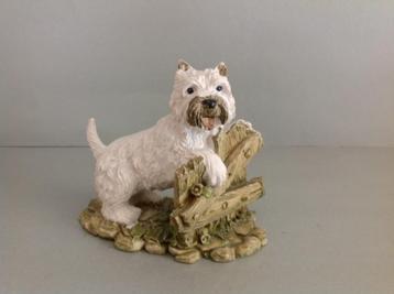 Hond op plateau West Highland White Terriër beschikbaar voor biedingen