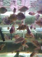 Vissenasiel Zebracichliden, Vis, Zoetwatervis