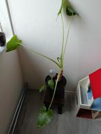 alocasia, Huis en Inrichting, Kamerplanten, Ophalen