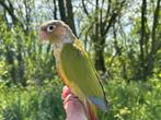 'Pyrrhura cinnamon', vrouwtje, gezelschapsdier, Dieren en Toebehoren, Vogels | Parkieten en Papegaaien, Vrouwelijk, Parkiet, Geringd