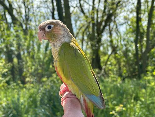 'Pyrrhura cinnamon', vrouwtje, gezelschapsdier, Dieren en Toebehoren, Vogels | Parkieten en Papegaaien, Parkiet, Vrouwelijk, Tam