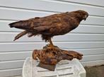 Grote majestueuze Buizerd op stabiel houtblok (+meer vogel)., Ophalen of Verzenden, Opgezet dier