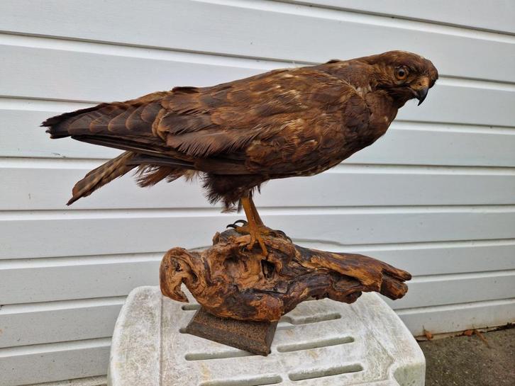 Grote majestueuze Buizerd op stabiel houtblok (+meer vogel)., Verzamelen, Dierenverzamelingen, Opgezet dier, Ophalen of Verzenden