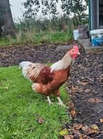 Wyandotte haan bruin geel gekleurd 2025, Dieren en Toebehoren, Mannelijk, Kip