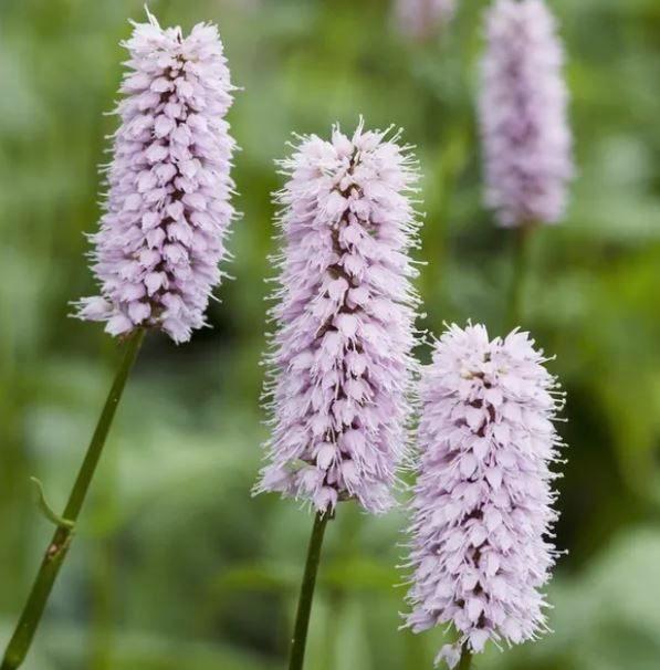 Adderwortel (Persicaria bistorta), Tuin en Terras, Planten | Tuinplanten, Vaste plant, Bodembedekkers, Volle zon, Zomer, Ophalen