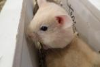 Goudhamster hamster hamsters Assen, Hamster, December, Meerdere dieren, Tam