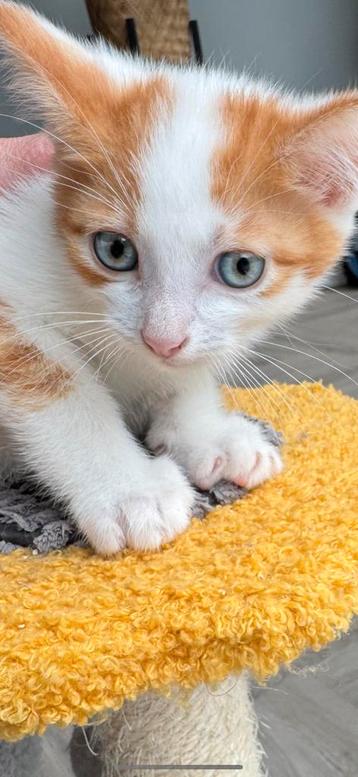 Leuke kitten mag nu naar een nieuw huisje beschikbaar voor biedingen