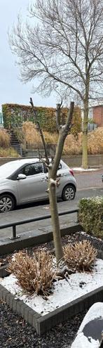 Appelboom, Ophalen, Lente, Volle zon, Appelboom