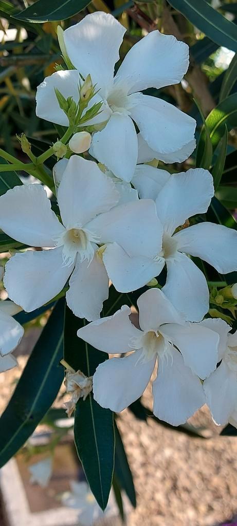 Nerium oleander op stam wit, Soeur Agnes, Tuin en Terras, Planten | Tuinplanten, Overige soorten, Volle zon, Zomer, Ophalen of Verzenden