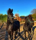 Jaarling gezocht (merrie) of hengst veulen van dit jaar., Stalling, 1 paard of pony