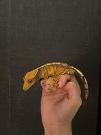 Wimpergekko mannetje – met Terrarium – Topkleur, Dieren en Toebehoren, Reptielen en Amfibieën, Hagedis, 0 tot 2 jaar