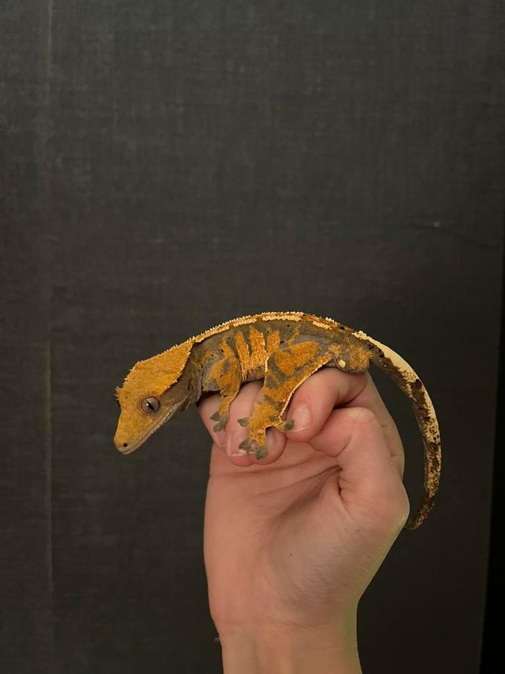 Wimpergekko mannetje – met Terrarium – Topkleur