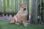Shiba inu pups, België, 15 weken tot 1 jaar, Poolhond, Parvo