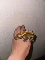 Wimpergekko, Hagedis, Tam, 0 tot 2 jaar