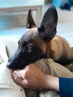 Duitse Herder., Dieren en Toebehoren, Honden | Herdershonden en Veedrijvers, Rabiës (hondsdolheid), 15 weken tot 1 jaar, Reu, Eén hond