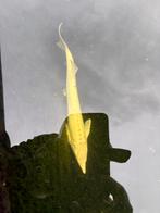 Mooie 75 cm albino steur, Dieren en Toebehoren, Vissen | Vijvervissen, Steur