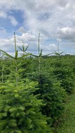 Nordman kerstbomen Gezaagd 150 cm - 3.75 mtr., Tuin en Terras, Planten | Bomen, Ophalen, Zomer, Volle zon, Overige soorten