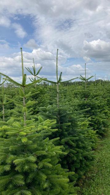 Nordman kerstbomen Gezaagd 150 cm - 3.75 mtr. beschikbaar voor biedingen