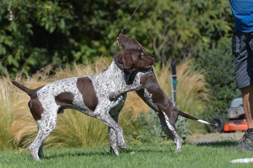Dekreu duitse Staande korthaar dekreu , en pups, Dieren en Toebehoren, Honden | Dekreuen, Reu, Fokker | Hobbymatig, Meerdere, Nederland