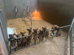 Mechelse Herder pups te koop uit bewezen Bloedlijn KNPV, Dieren en Toebehoren, Honden | Herdershonden en Veedrijvers, 8 tot 15 weken