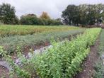 Goedkope bosplantsoen en haagplantsoen, windsingel, bosrand, Ophalen of Verzenden, Volle zon