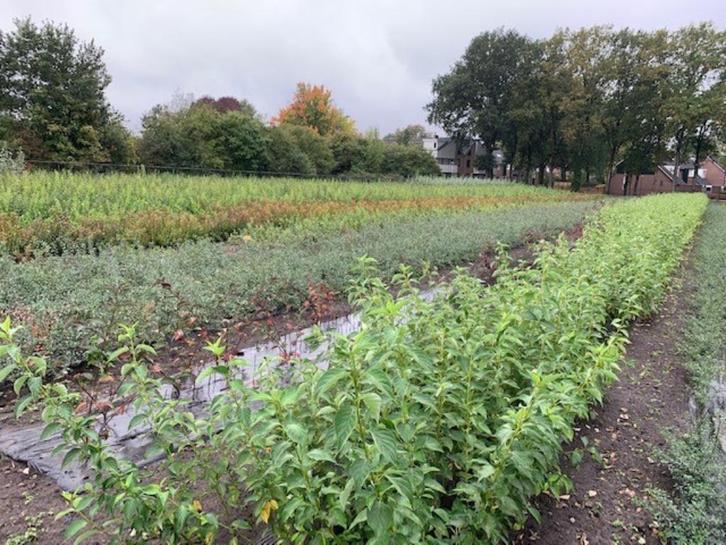 Goedkope bosplantsoen en haagplantsoen, windsingel, bosrand, Tuin en Terras, Planten | Bomen, Volle zon, Ophalen of Verzenden