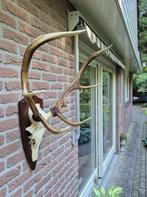 Mooi Edelhert Gewei Jacht Trofee Mancave Jacht Hut d28, Ophalen, Hert, Gewei of Kop