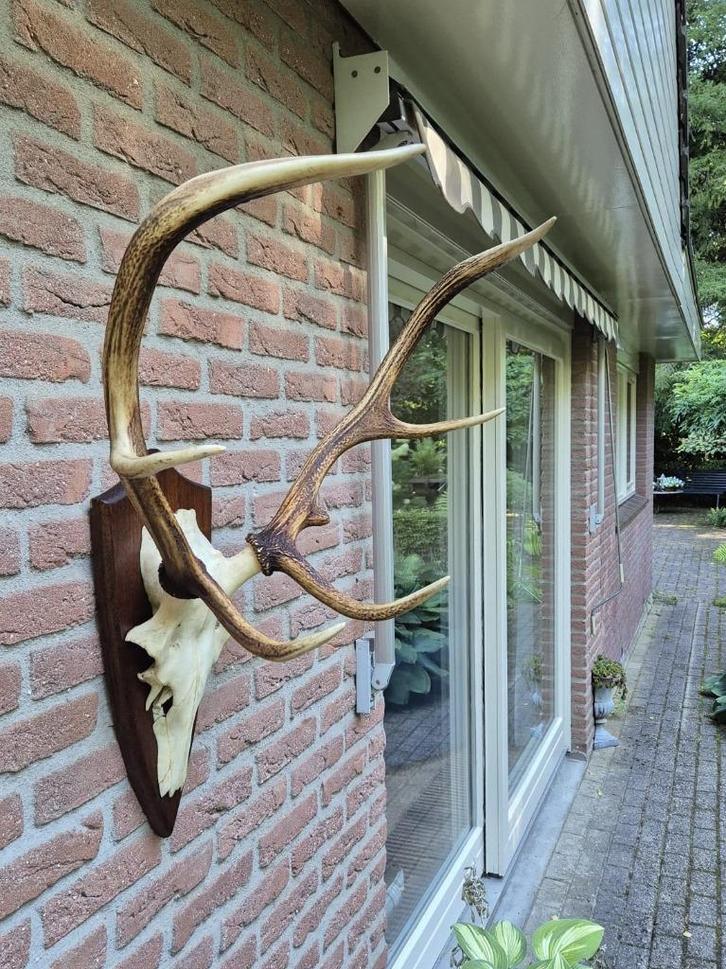 Mooi Edelhert Gewei Jacht Trofee Mancave Jacht Hut d28, Verzamelen, Dierenverzamelingen, Gewei of Kop, Hert, Ophalen
