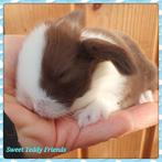 Engelse Minilop Dwerghangoor konijntjes, Dieren en Toebehoren, Meerdere dieren, Dwerg, Hangoor