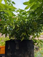 ghost pepper heet, Overige soorten, Minder dan 100 cm, Zomer, Ophalen