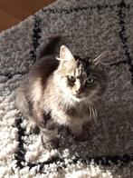 Main coon ze is 2 jaar, Poes, Gechipt, 0 tot 2 jaar