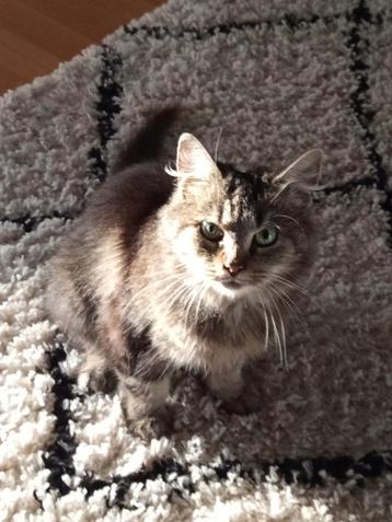 Main coon ze is 2 jaar moet snel weg  beschikbaar voor biedingen