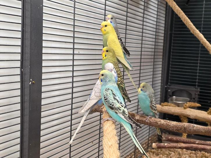 Jonge Baby Grasparkieten | Div. Kleuren | Handtam, Dieren en Toebehoren, Vogels | Parkieten en Papegaaien, Parkiet, Meerdere dieren