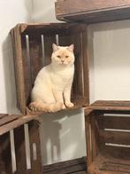 Brits/Britse korthaar gecastreerde kater, Dieren en Toebehoren, Katten en Kittens | Raskatten | Korthaar, Kater, Gechipt, 0 tot 2 jaar