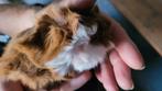 Cavia beertje, Dieren en Toebehoren, Cavia, Mannelijk, Juli, Tam