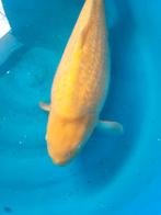 Ginrin karashigoi!!, Dieren en Toebehoren, Karper of Koi