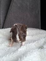 Baby cavia Twix, Cavia, Mannelijk, Januari, Tam